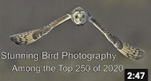 Stunning Bird Photos from STV 2020