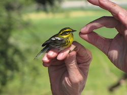 Townsends Warbler