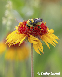 Kathy Snead photo