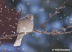 Vicki Stansbury photo
