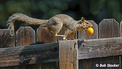 Bob Stocker photo