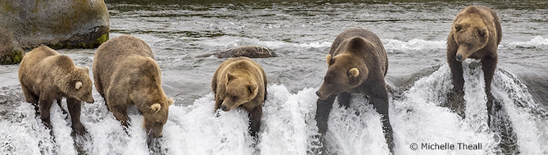 Water Challenge banner - Bears on Waterfall