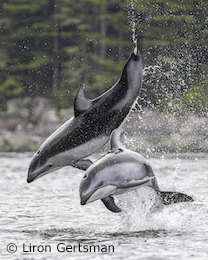 Water Challenge Dolphins