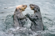 Playful Sea Otters - Morro Bay, California