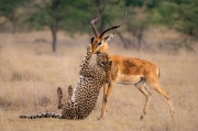 Kiss Of Death - Masai Mara, Kenya