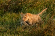 Lion Cub - Okavango Delta, Botswana