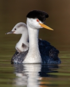 Clark's Grebe and chick - Lake Hodges, Southern California