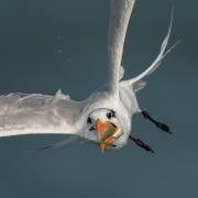 A Royal Tern escapes with a fish stolen from another tern - Sebastian Inlet State Park, Melbourne Beach, FL