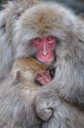 Japanese macaques snuggling in the cold - Joshinetsu Kogen National Park, Japan
