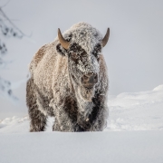 Frosted bison - Yellowstone National Park, Wyoming