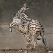 Zebra skirmish - Etosha National Park, Namibia, Africa