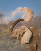 African elephant dust bathing - Etosha National Park, Namibia, Africa