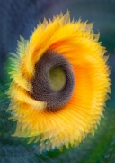 Sunflower Swirl - Anderson Farm - Eerie, CO