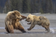 Splitting brown bears - Lake Clark National Park