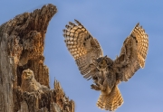 Great Horned Owl Coming to Nest - Chatfield State Park, Colorado