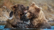 Bother Bears - Katmai National Park & Preserve, Alaska, USA.