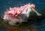 Spoonbill Rinse Cycle - South Padre Island, Texas