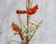 Cardinal pair in snowshower - Johnson County, Illinois