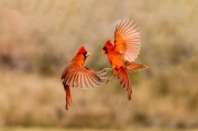 Cardinals - fighting for food - Southern Texas