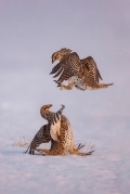 Sharp-tailed Grouse - fighting males on lek - Eastern Upper Peninsula, MI
