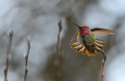 Anna's Hummingbird Flashing Colors in Foggy Weather - Commonwealth Lake Park, Portland, OR