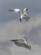 Caspian Tern Aerial Squabble - Everett Washington, Harbor
