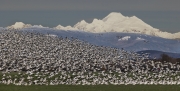 Snow Geese Lift Off In Front Of Mount Baker - Fir Island, Skagit County Washington