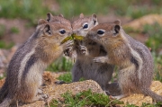 Golden-mantled Ground Squirrel Baby Huddle - Trail Ridge Road, Rocky Mountain National Park, Colorado