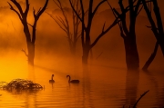 Swan Lake - Lake Mulwala