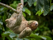 Sloth in Motion - Arenal, Costa Rica
