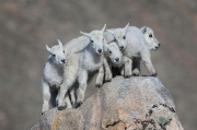 New KIDS on the ROCK! - Rocky Mountains Colorado