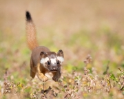 Airborne Weasel - Southern California Regional Park