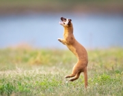 Jumping Weasel - Southern California Regional Park