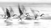 Canada Geese Motion Blur - Waneka Lake, Lafayette, CO