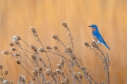 Bluebird at Sully - Sully Woodlands Park, Centreville, VA