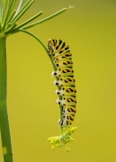 Black Swallowtail Caterpillar Feeding - Hampton, Virginia