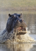 Hippo Attack - Okavango Delta