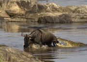 The One That Got Away - Serengeti National Park