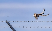 Scissor-tailed Flycatcher Chasing a Flying Insect - Venice Airport, Venice, FL