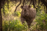 Black Rhino Charge - Mongena Game Reserve, South Africa