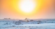 Polar Bears at Sunrise - Kaktovik Alaska