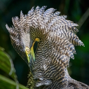 Bare-Throated Tiger Heron, Pruning - Tortuguero NP, Costa Rica