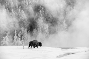 Frozen Bison - Yellowstone NP