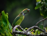 Emerald Toucanet - Costa Rica