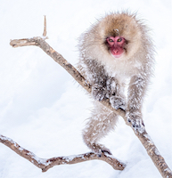Snow monkey on a snowy day - Jigokudani, Japan