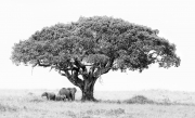 Elephants Under the Rock Fig Tree - Masai Mara, Kenya