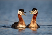 Courting Red-necked Grebe - Nome, Alaska