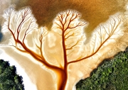 Tree of life - NSW, Australia