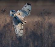 Short-eared Owl Diving for a Meal - Lawrence Township, New Jersey