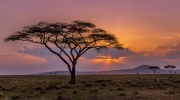 Dusty Serengeti Sunset - Serengeti National Park, Tanzania